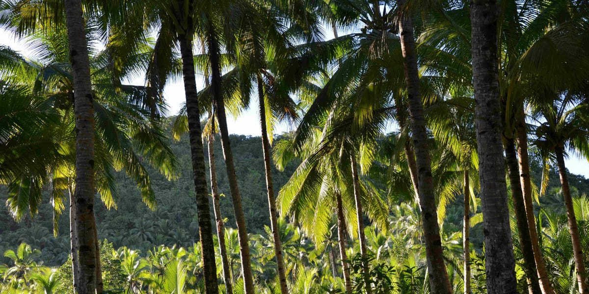 Picture of the author